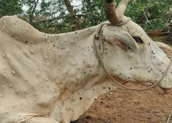 बागमती प्रदेशमा  ‘लम्पी स्किन’ सङ्क्रमण बढ्न थाले
