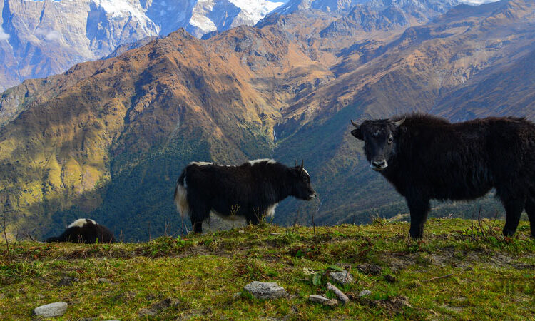 संरक्षण गर्न किसानलाई याक वितरण