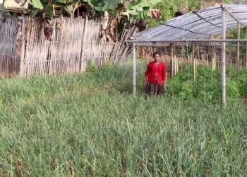 व्यावसायिक कृषिमा आकर्षण
