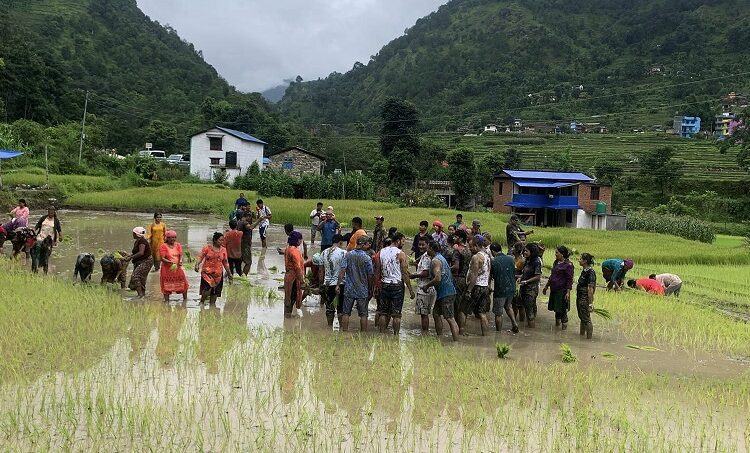 किसानलाई छैन असार १५ को रौनक, सधैँ सिँचाइ र मलको पिर