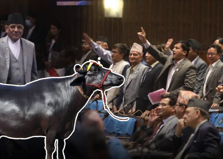 भैँसीले हल्लाएको नेपालको संसद्