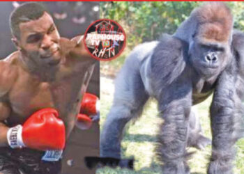 बक्सिङ खेलाडी टाइसनले गोरिल्लासँग भिड्ने सोचाइ