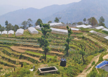 Organic mission vegetable cultivation in Dadeldhura