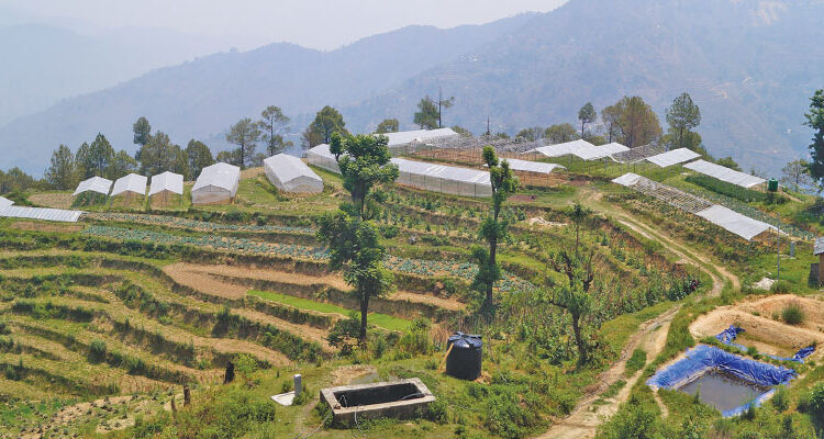 Organic mission vegetable cultivation in Dadeldhura