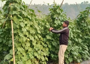 संरक्षण हुन छाड्यो रैथाने बाली