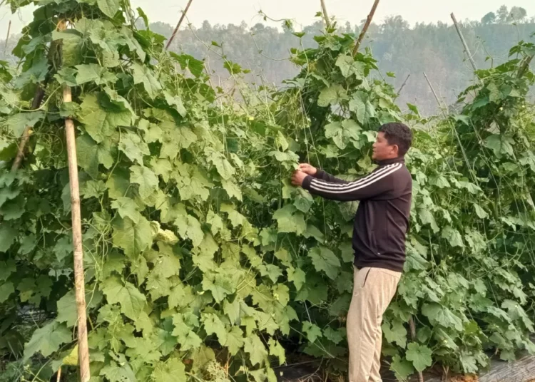 संरक्षण हुन छाड्यो रैथाने बाली