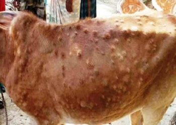 लम्पी स्कीनबाट आठ हजार पशुचौपाया सङ्क्रमित