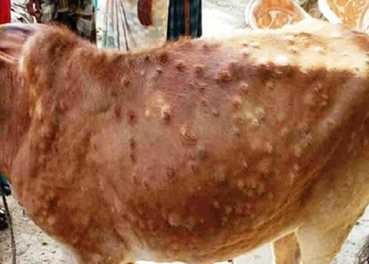 लम्पी स्कीनबाट आठ हजार पशुचौपाया सङ्क्रमित