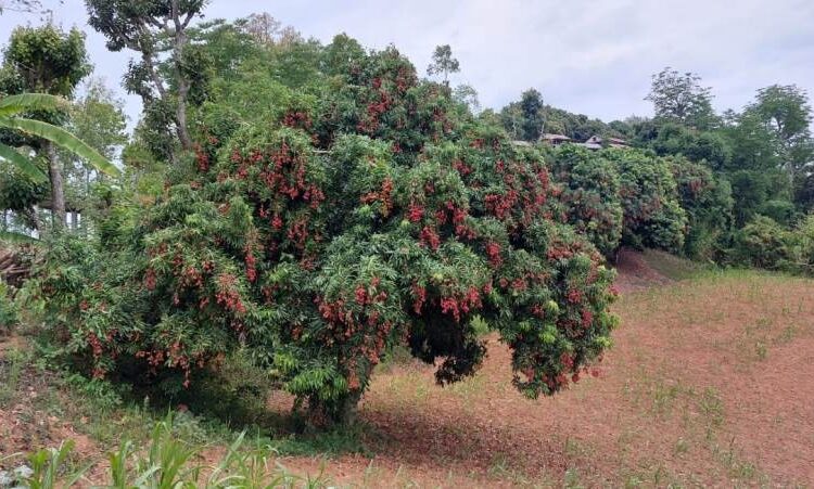 गुल्मीका किसान परम्परागत मकै खेतीलाई छोडेर मकै लगाउने लिची उत्पादनमा