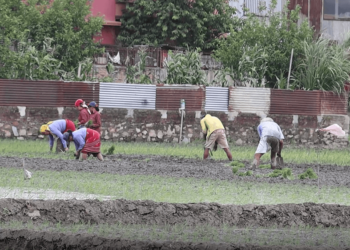 उपत्यकासहित देशभर किसानहरु रोपाइँमा व्यस्त