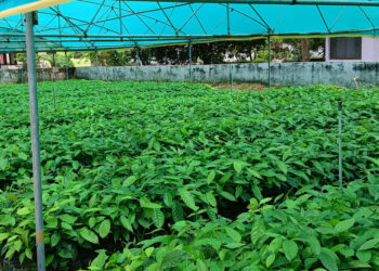 पर्यावरणका लागि ६ लाख बिरुवा रोपिने
