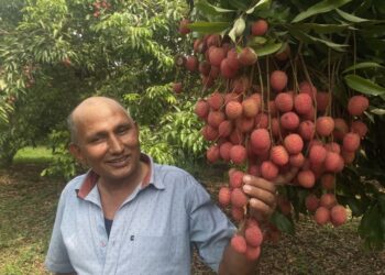 लिची खेतीबाट १२ करोड रुपियाँको मनग्गे आम्दानी