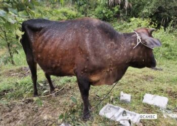 लम्पी स्किन रोगले सुदूरपश्चिम र कर्णाली प्रदेशका पशु बढी प्रभावित