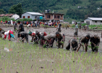 सरकारले घोषणा गरेको किसान धन  दिवस
