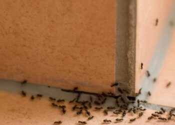 यी उपाय अपनाएर घरबाट कमिला हटाउनुहोस् !