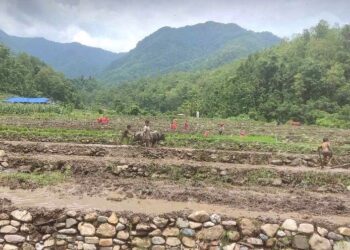 दाङमा सिँचाइको अभावका कारण अधिकांश खेत बाँझै
