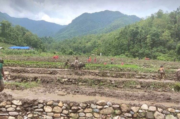 दाङमा सिँचाइको अभावका कारण अधिकांश खेत बाँझै