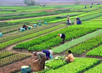 उत्पादन बढेपछि चक्लाबन्दीमा अकर्षित हुँदै किसान