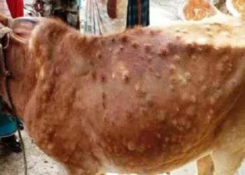 लम्पी स्किनविरुद्ध पशुमा खोप लगाइँदै