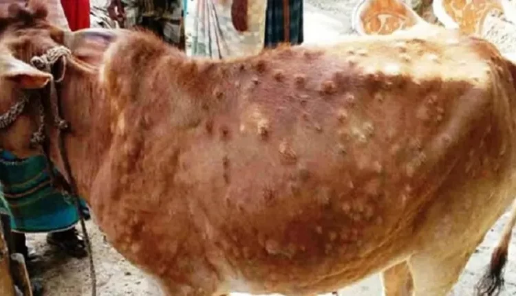 लम्पी स्किनविरुद्ध पशुमा खोप लगाइँदै