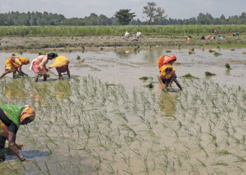 Sarlahi farmers planting paddy after latest rainfall
