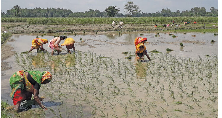 Sarlahi farmers planting paddy after latest rainfall