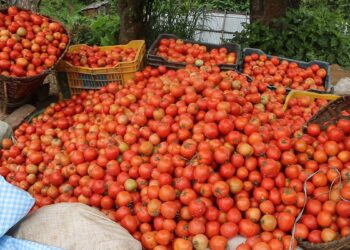 धनकुटा सदमुकामको बजारमा प्रतिकिलो १ सय २० रुपैयाँ महंगाे