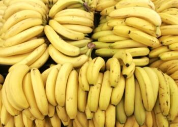 सबैभन्दा बढी विषादी केरामा