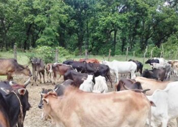 छाडा पशु चौपायाबाट बाली जोगाउनै हम्मे