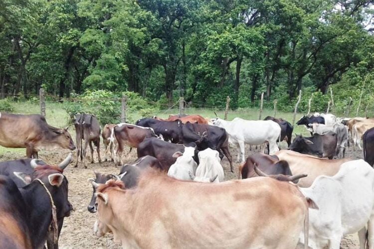 छाडा पशु चौपायाबाट बाली जोगाउनै हम्मे