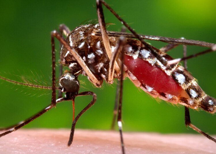 डेङ्गुका सङ्क्रमित बढ्दै