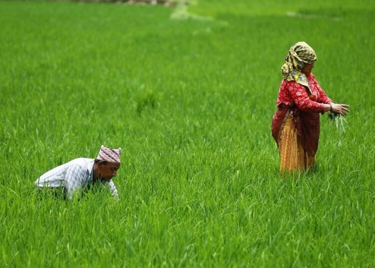 धानबालीमा ग्वारोको समस्या बढ्दो, किसान चिन्तित