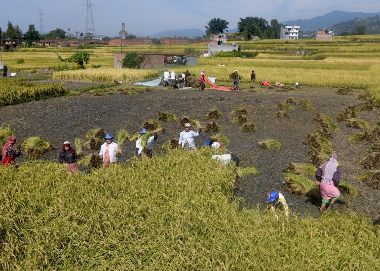धान भित्र्याउन नभ्याइ भक्तपुरका किसान