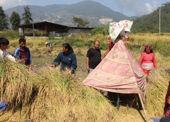 दसैँअघि नै ललितपुरका किसान धान भित्र्याउँदै