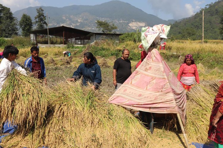 दसैँअघि नै ललितपुरका किसान धान भित्र्याउँदै