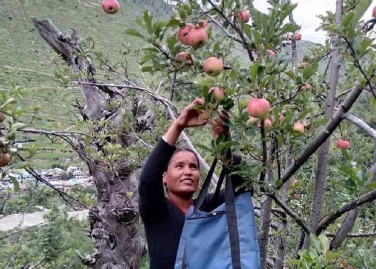 जुम्लामा स्याउ ग्रेडिङ मेशिन सञ्चालनमा