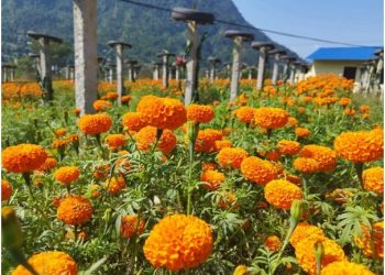गाउँपालिकाको अनुदानमा व्यावसायिक फूलखेती