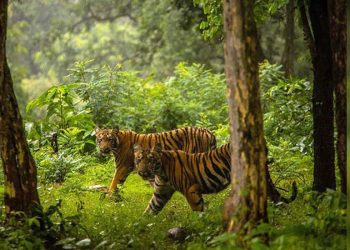 सामुदायिक वनमा बाघको अवस्था बुझ्न क्यामेरा ट्यापिङ