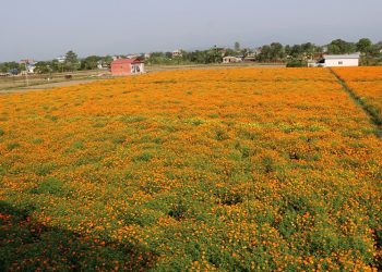 तिहार केन्द्रित सामग्रीको कारोबार बढ्याे