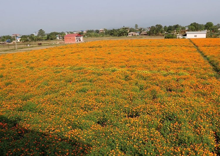 तिहार केन्द्रित सामग्रीको कारोबार बढ्याे
