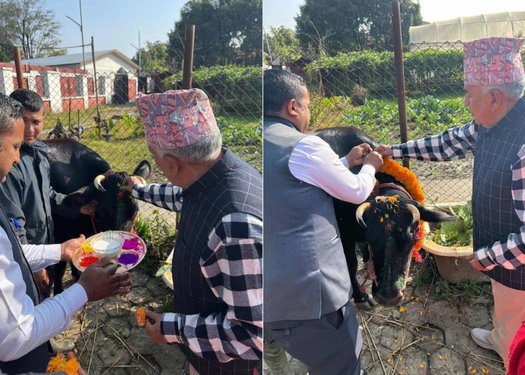 लक्ष्मीको प्रतीकस्वरूप गाईको पूजा  राष्ट्रपति पौडेलले गरे