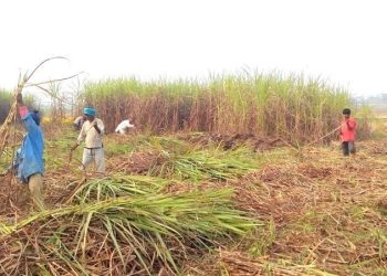 बैङ्कहरूले पठाएनन् उखु किसानको अनुदान