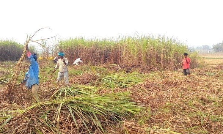 बैङ्कहरूले पठाएनन् उखु किसानको अनुदान