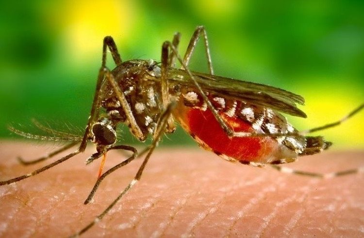 सुदूरपश्चिममा दुई हजार बढीलाई डेङ्गु सङ्क्रमण