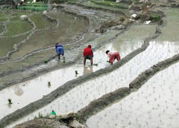 पॉचथरमा किसान बर्से धान रोपाई  जारी