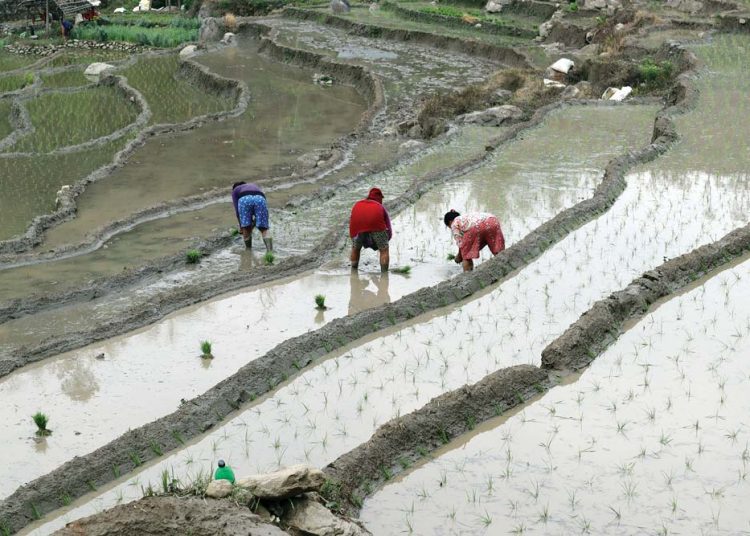 पॉचथरमा किसान बर्से धान रोपाई  जारी
