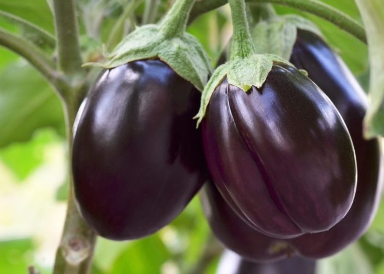 यी व्यक्तिले खानु हुँदैन भन्टा जानि राखाैं