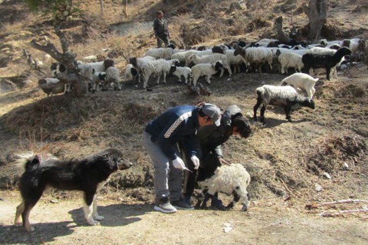 कुकुरकै भरमा भेडाबाख्रा सुरक्षाको पूरै जिम्मा