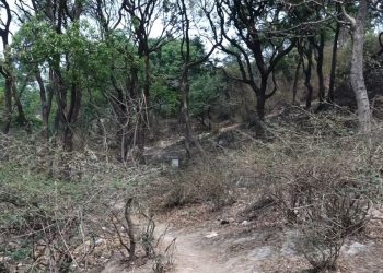 पशुपतिको श्लेषमान्तक वनमा एक वर्षपछि शव नगाड्न सर्वोच्चको आदेश