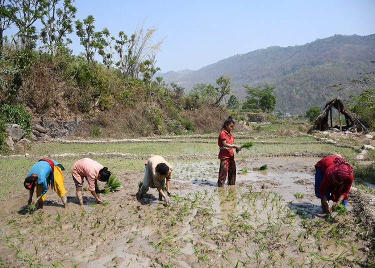 चैते धान जीविकोपार्जनमा सहयोग
